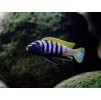 Papuľovec africký - Cynotilapia / afra jalo reef