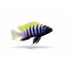 Mbuna cichlid na bielom pozadí