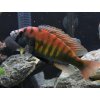 Papuľovec  nyererei - Haplochromis / nyererei
