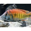 Papuľovec  nyererei - Haplochromis / nyererei