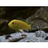 Papuľovec - Labidochromis / species yelow