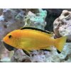 Papuľovec - Labidochromis / species yelow