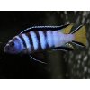 Papuľovec Šťíhly - Pseudotropheus / elongatus mpanga