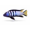 Zebra Mbuna s jasnými farbami