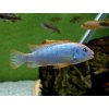 Papuľovec - Pseudotropheus / sp. red top ndumbi