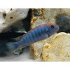 Papuľovec - Pseudotropheus / sp. red top ndumbi