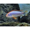 Papuľovec - Pseudotropheus / sp. red top ndumbi