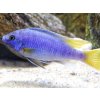 Papuľovec žltochvostý - Pseudotropheus / acei Luwala
