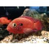 Ostriežik červený - Hemichromis / guttatus