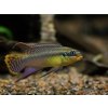Ostriežik zlatový - Pelvicachromis / taeniatus molive