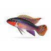 Apistogramma cichlid v plnej kráse