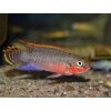 Ostriežik zlatový - Pelvicachromis / taeniatus niger. red