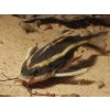 Trnovec bielopruhý - Platydoras / costatus