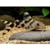 Sumček ozdobný - Synodontis / decorus