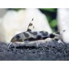 Sumček ozdobný - Synodontis / decorus