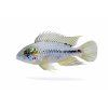 Apistogramma cacatuoides v detailoch