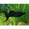 Živorodka ostropyská - Poecilia sphenops / black molly