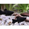 Živorodka ostropyská - Poecilia sphenops / black molly