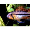 Cichlidka kakadu - Apistogramma / cacatuoides double red
