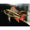 Cichlidka kakadu - Apistogramma / cacatuoides double red
