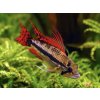 Cichlidka kakadu - Apistogramma / cacatuoides double red