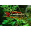 Cichlidka kakadu - Apistogramma / cacatuoides double red