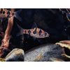Mrenka Kahajanská - Puntius / rhomboocellatus