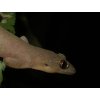 Gekon východný - Hemidactylus / frenatus
