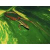 Jašterica - Bičochvost šesťpruhý - Takydromus / sexlineatus