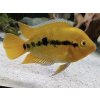 Cichlida Mnohotrnná - Herotilapia / multispinosa