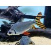 Prochilodus zelený - Semaprochilodus / taeniurus red fin