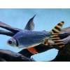 Prochilodus zelený - Semaprochilodus / taeniurus red fin