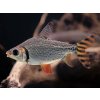 Prochilodus zelený - Semaprochilodus / taeniurus red fin