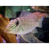 Perleťovka čertovská - Geophagus / jurupari