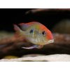 Perleťovka sp. Tapajos - Geophagus / sp. red head Tapajos