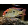 Perleťovka sp. Tapajos - Geophagus / sp. red head Tapajos