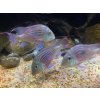 Perletovka sp. Rio Parana - Geophagus / sveni Rio Parana