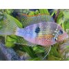 Cichlazoma Eliotova - Thorichthys / ellioti
