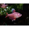 Tetra ozdobná-biela - Hyphessobrycon / bentosi white fin