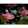 Tetra ozdobná-biela - Hyphessobrycon / bentosi white fin
