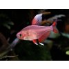 Tetra ozdobná-biela - Hyphessobrycon / bentosi white fin
