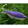 Tetra kráľovská super blue- Inpaichthys / kerri superblue