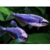 Tetra kráľovská super blue- Inpaichthys / kerri superblue