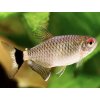 Tetra paraguajská - Moenkhausia / sanctaefilomenae