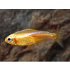 Yellow Neon Tetra Paracheirodon innesi Yellow