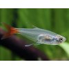 Tetra Vláknoplutvá- Prionobrama / filigera