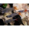 Tetra Vláknoplutvá- Prionobrama / filigera