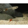 Tetra Vláknoplutvá- Prionobrama / filigera