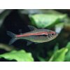 Tetra amapanská - Hyphessobrycon / amapaensis