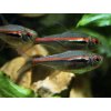Tetra amapanská - Hyphessobrycon / amapaensis